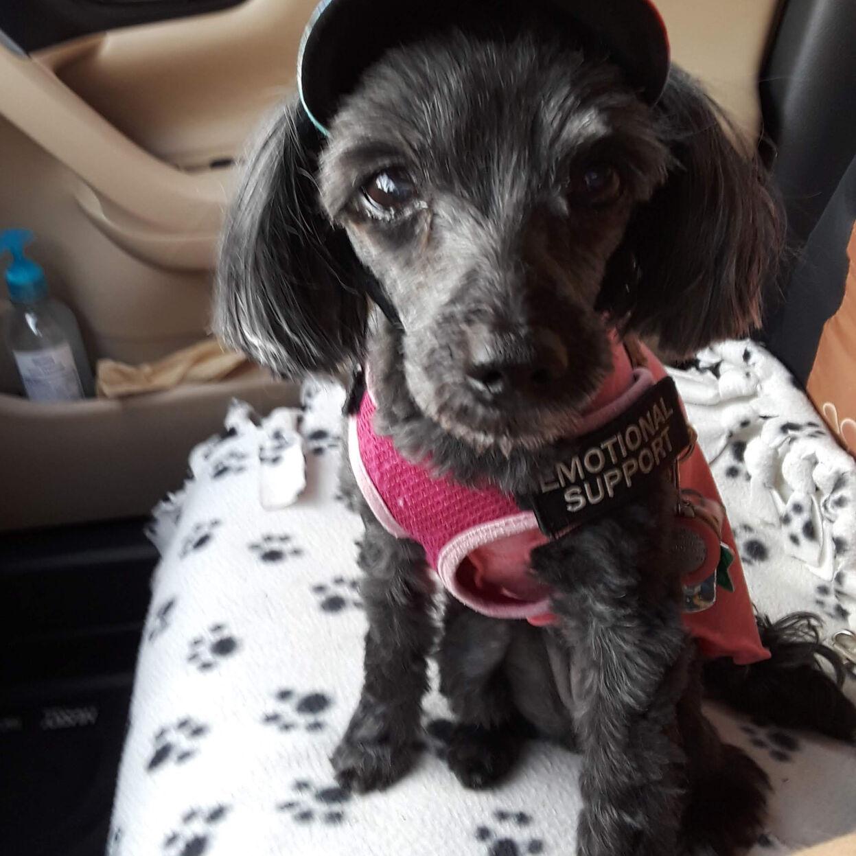 Pet of the Week - Week of April 22, 2022